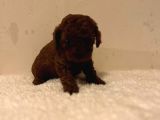 Kore Mikro Ve Teacup Bebekler Dark