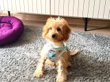 4 Aylık Maltipoo Erkek