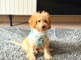 4 aylık maltipoo erkek
