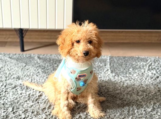 4 Aylık Maltipoo Erkek