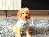 4 Aylık Maltipoo Erkek