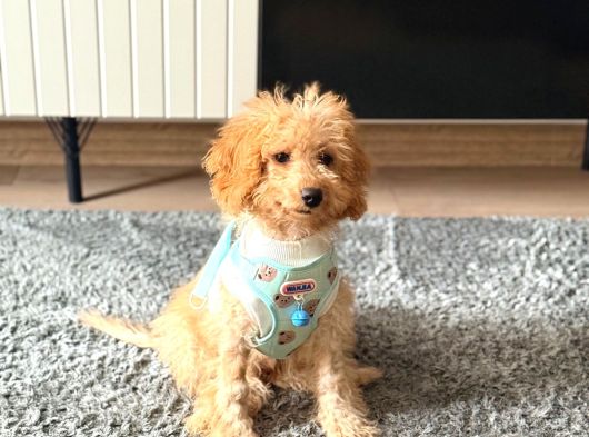 4 Aylık Maltipoo Erkek görsel