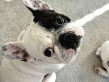 IRK VE SAĞLIK GARANTİLİ FRENCH BULLDOG YAVRULARIMIZ