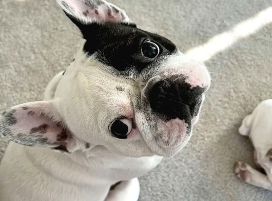 IRK VE SAĞLIK GARANTİLİ FRENCH BULLDOG YAVRULARIMIZ