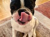 Irk Ve Sağlik Garanti̇li̇ French Bulldog Yavrularimiz
