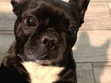 Irk Ve Sağlik Garanti̇li̇ French Bulldog Yavrularimiz