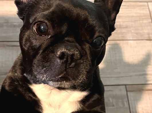 Irk Ve Sağlik Garanti̇li̇ French Bulldog Yavrularimiz görsel