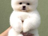 Pomerri̇an Boo Sevi̇mli̇ Yavrular
