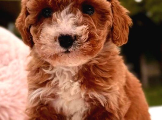 Toy Poodle Sevi̇mli̇ Yavrular Ev Üreti̇mi̇ görsel