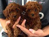Irk Garanti̇li̇ Toy Poodle Yavrulari
