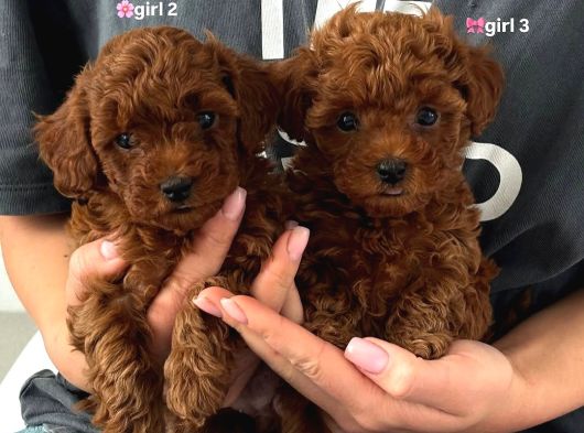 Irk Garanti̇li̇ Toy Poodle Yavrulari görsel