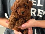 Irk Garanti̇li̇ Toy Poodle Yavrulari