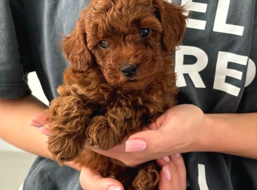 Irk Garanti̇li̇ Toy Poodle Yavrulari görsel