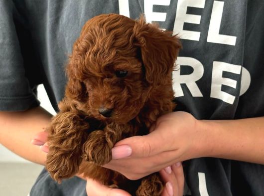 Irk Garanti̇li̇ Toy Poodle Yavrulari görsel