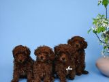Irk Garanti̇li̇ Toy Poodle Yavrulari