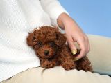 Irk Garanti̇li̇ Toy Poodle Yavrulari