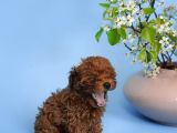 Irk Garanti̇li̇ Toy Poodle Yavrulari