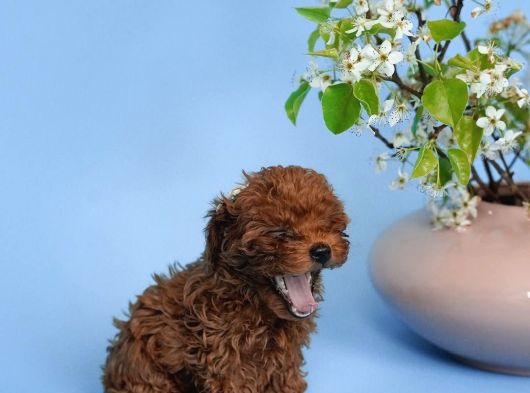 Irk Garanti̇li̇ Toy Poodle Yavrulari görsel