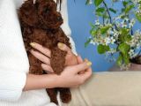 Irk Garanti̇li̇ Toy Poodle Yavrulari