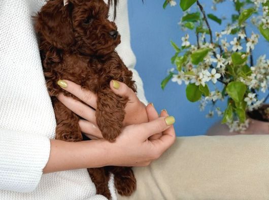 Irk Garanti̇li̇ Toy Poodle Yavrulari görsel