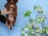 Irk Garanti̇li̇ Toy Poodle Yavrulari