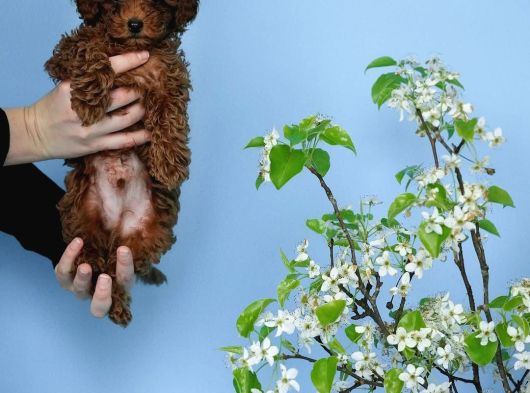 Irk Garanti̇li̇ Toy Poodle Yavrulari görsel