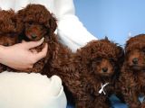 IRK GARANTİLİ TOY POODLE YAVRULARI