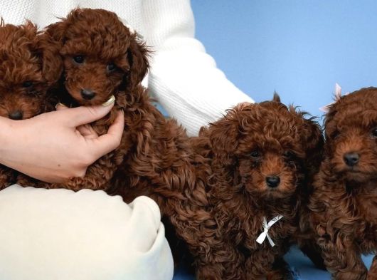 Irk Garanti̇li̇ Toy Poodle Yavrulari