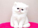 Doll Face Show kalite İran Persian