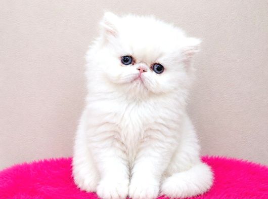 Doll Face Show Kalite İran Persian