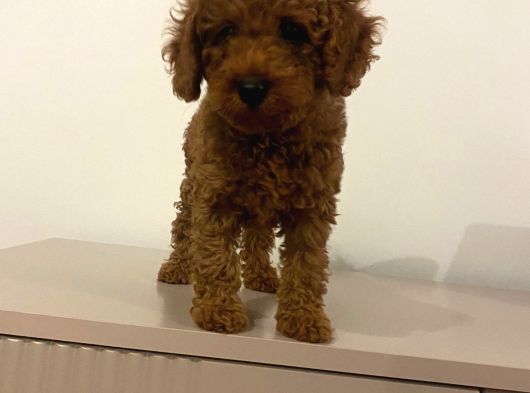 Bebek Toypoodle görsel