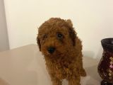 BEBEK TOYPOODLE