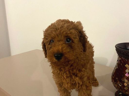 Bebek Toypoodle