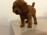 Bebek Toypoodle