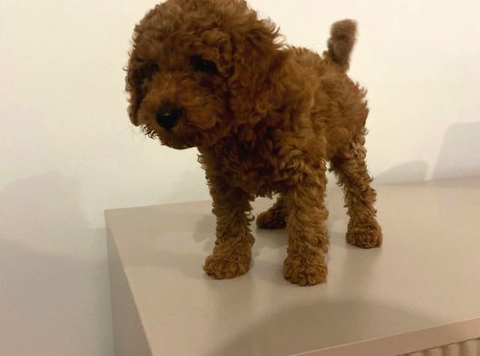 Bebek Toypoodle görsel