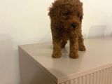 Bebek Toypoodle