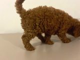 Bebek Toypoodle
