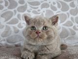 Fawn Renk Bri̇ti̇sh Shorthai̇r Yavrularimiz
