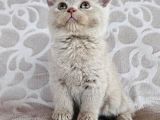 Fawn Renk Bri̇ti̇sh Shorthai̇r Yavrularimiz