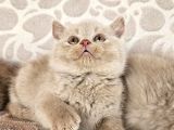 Fawn Renk Bri̇ti̇sh Shorthai̇r Yavrularimiz