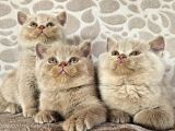 FAWN RENK BRİTİSH SHORTHAİR YAVRULARIMIZ