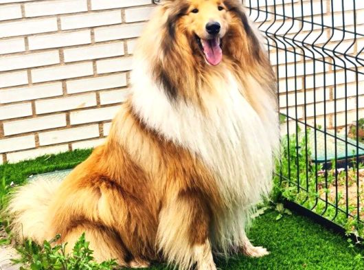 Rough Colli̇e  Lessie  Yavrulari görsel
