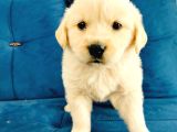 Baby Face Golden Yavrularımız