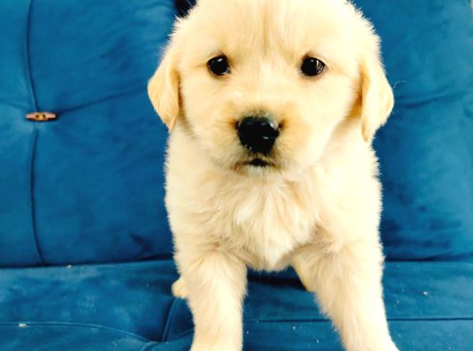 Baby Face Golden Yavrularımız görsel
