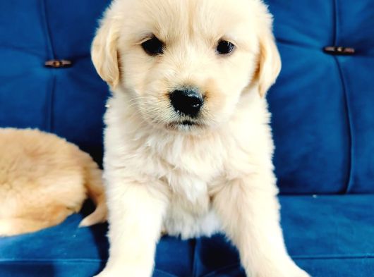 Baby Face Golden Yavrularımız görsel