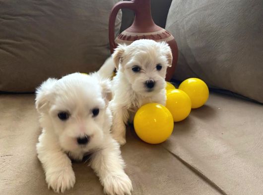 Minnak Maltese Bebeklerimiz görsel