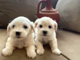Minnak Maltese Bebeklerimiz