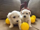 Minnak maltese bebeklerimiz