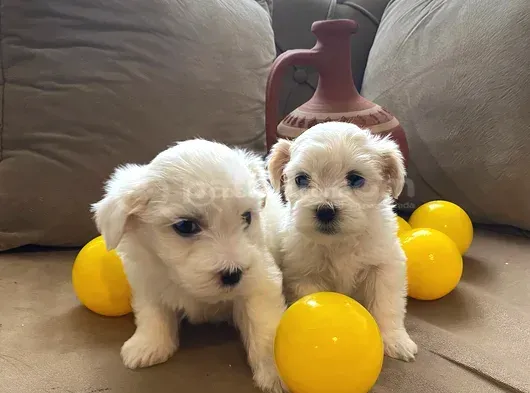 Minnak Maltese Bebeklerimiz