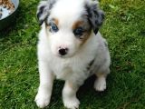 Dişi Erkek Border Collie Merle Safkan Yavrularımız